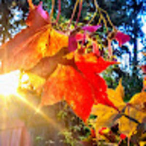 Meet your Posher, Isabella